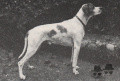 Pedigree LORD DELLA MARCIOLA Pedigree LORD DELLA MARCIOLA